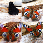 flugversuch flugversuch